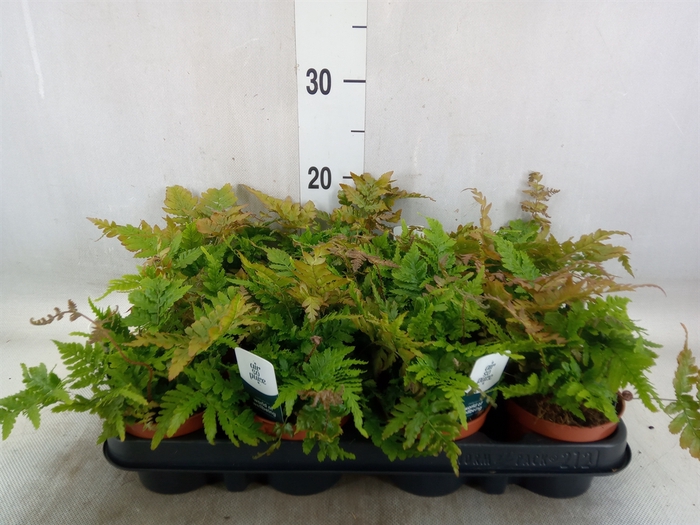 <h4>Dryopteris erythrosora</h4>