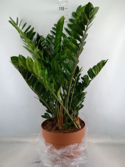 <h4>Zamioculcas zamiifolia</h4>