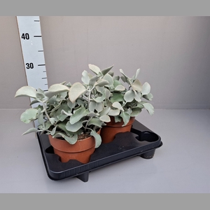 Kalanchoe NF beharensis