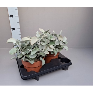 Kalanchoe NF beharensis
