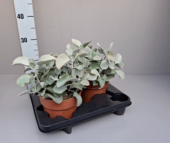 <h4>Kalanchoe NF beharensis</h4>