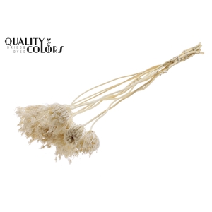 Ammi Majus 2-4cm 10pc/bunch Bleached