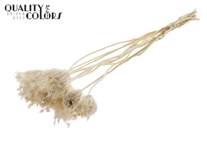 Ammi Majus 2-4cm 10pc/bunch Bleached