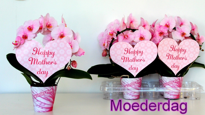 <h4>roze boog moederdag</h4>
