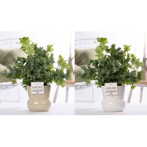Phlebodium Davana in P&PURE Plant Vase Maxima ass.2