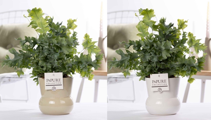 <h4>Phlebodium Davana in P&PURE Plant Vase Maxima ass.2</h4>