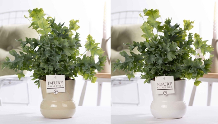 <h4>Phlebodium Davana in P&PURE Plant Vase Maxima ass.2</h4>