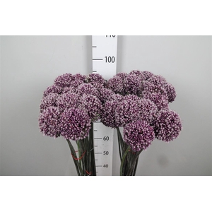Allium Summer Drumme