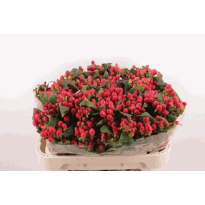 Hyp Pacific Spray Red