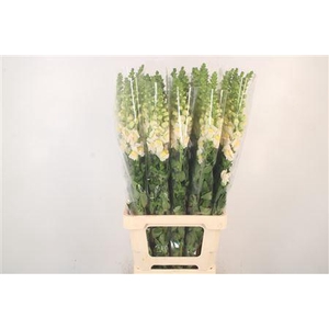 Antirrhinum It. Appleblossom