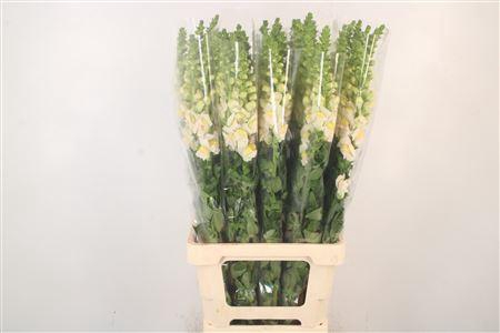 <h4>Antirrhinum It. Appleblossom</h4>