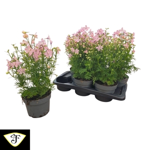 DELP OCEAN PINK