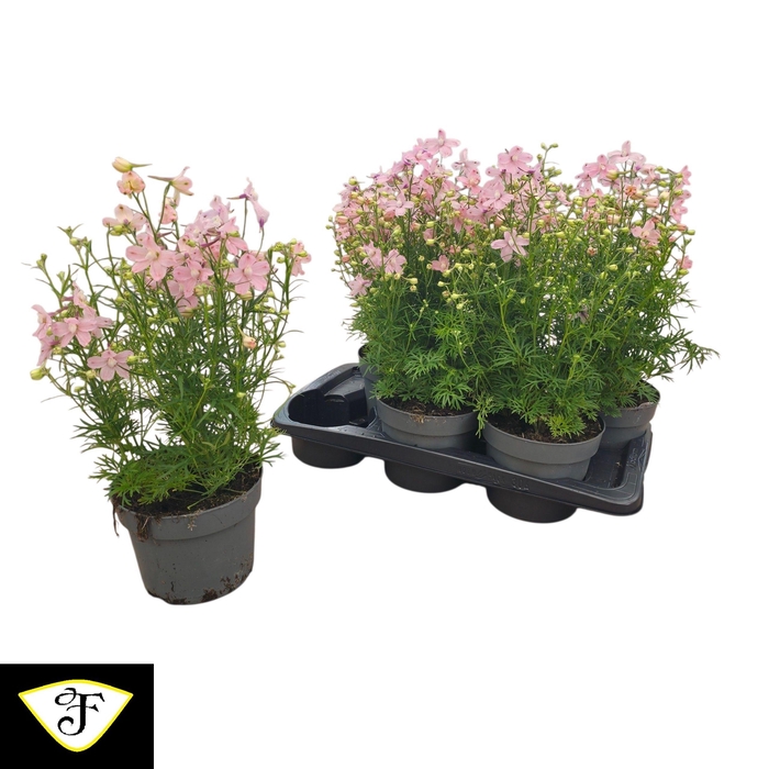 <h4>DELP OCEAN PINK</h4>