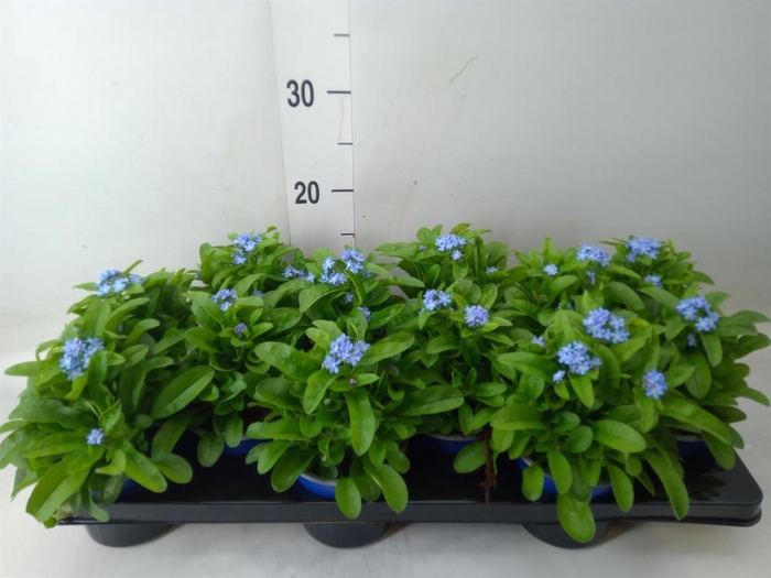 <h4>Myosotis sylv. 'Mon Amie'</h4>