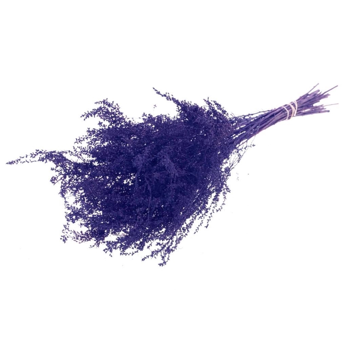 <h4>Solidago plant dark blue</h4>