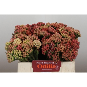 Kaaps Groen Red Brunia Small
