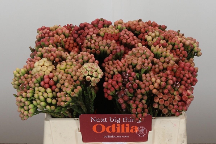 <h4>Kaaps Groen Red Brunia Small</h4>