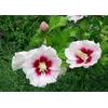 Hibiscus syriacus