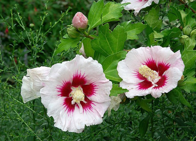 Hibiscus syriacus