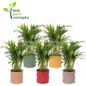 DYPSIS LUTESCENS