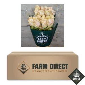 R GR QUICKSAND BOX x50