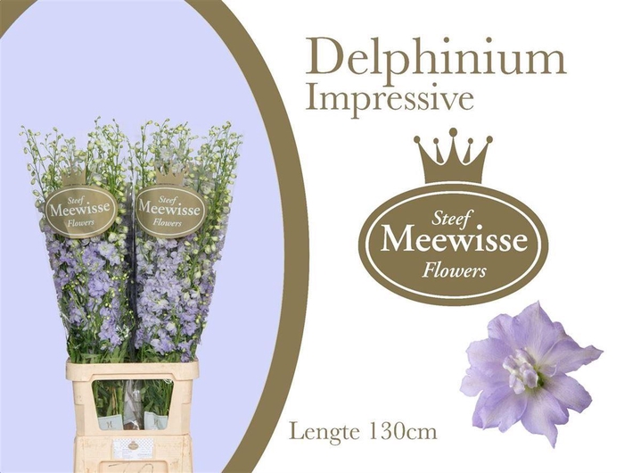 <h4>DELPH DU DEWI IMPRES</h4>