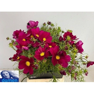 COSMOS BIPINNATUS