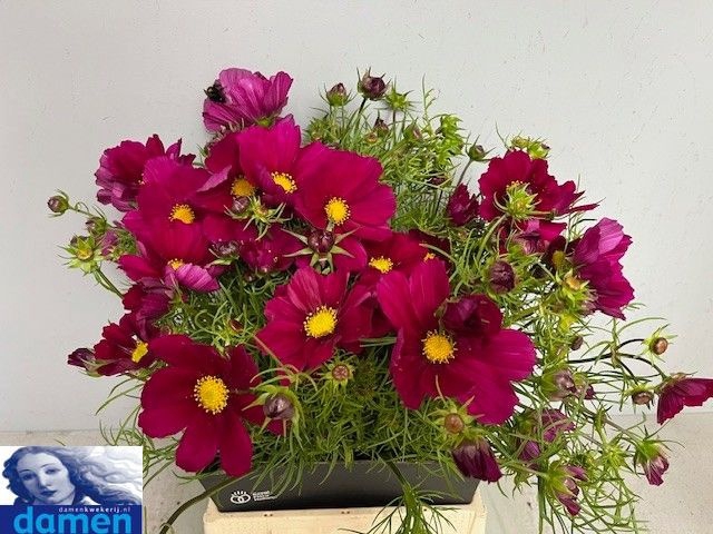 <h4>COSMOS BIPINNATUS</h4>