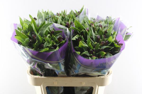 <h4>Alstr Rumba (rood)</h4>