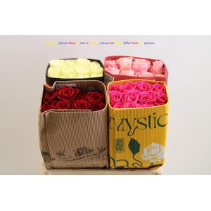 Rosa ec mix in bucket