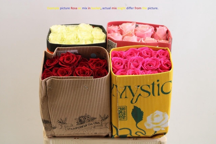 <h4>Rosa ec mix in bucket</h4>
