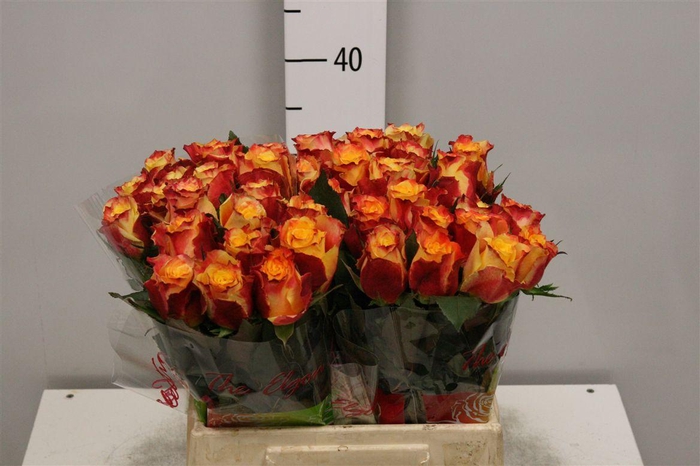 <h4>R Gr Tamara</h4>