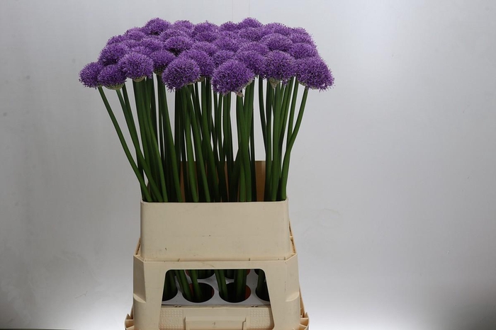 <h4>Allium Gladiator</h4>