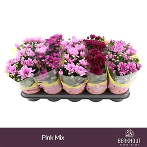 Chrysanthemum Indicum Grp gemengd 3 kleuren
