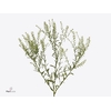Lepidium Vir. Gwelo Green