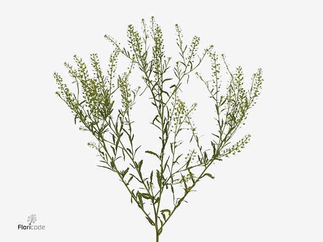Lepidium Vir. Gwelo Green