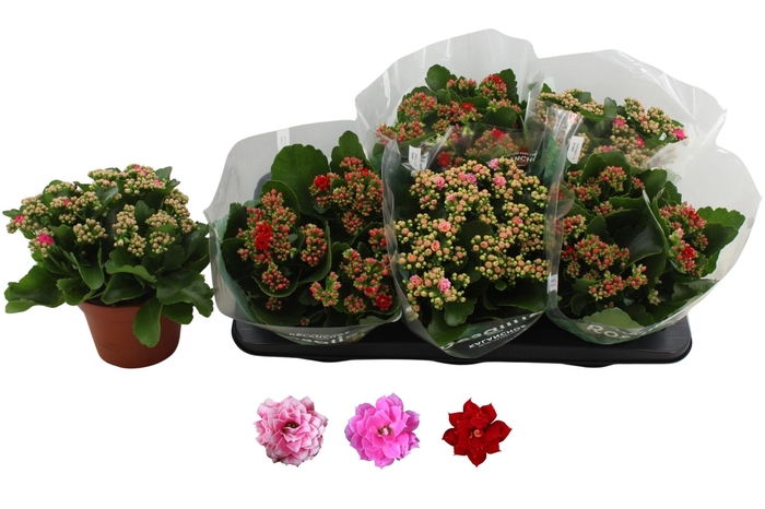 <h4>KAL GE RO GEM 3 KL</h4>