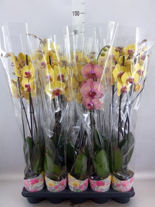 <h4>Phalaenopsis   ...yellow</h4>