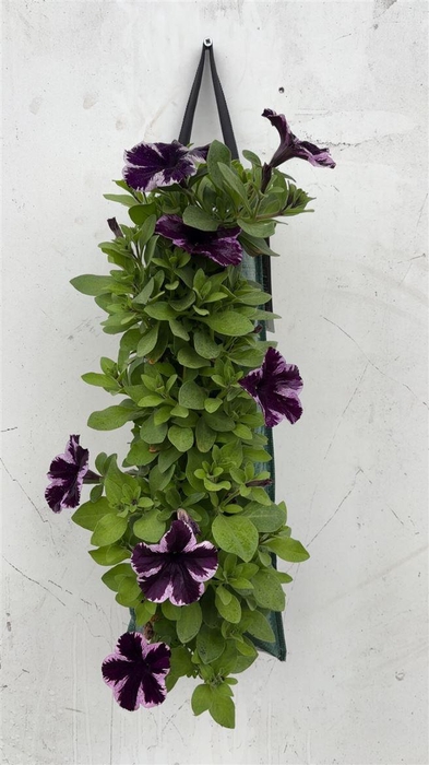 <h4>Overig perkplanten</h4>