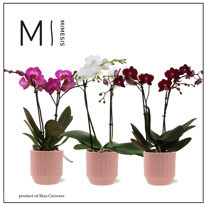 <h4>Phalaenopsis Multi Love Mix 2 spike - 12cm in Tala Pink | Mimesis</h4>