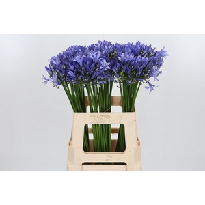 Agapanthus Intermedia