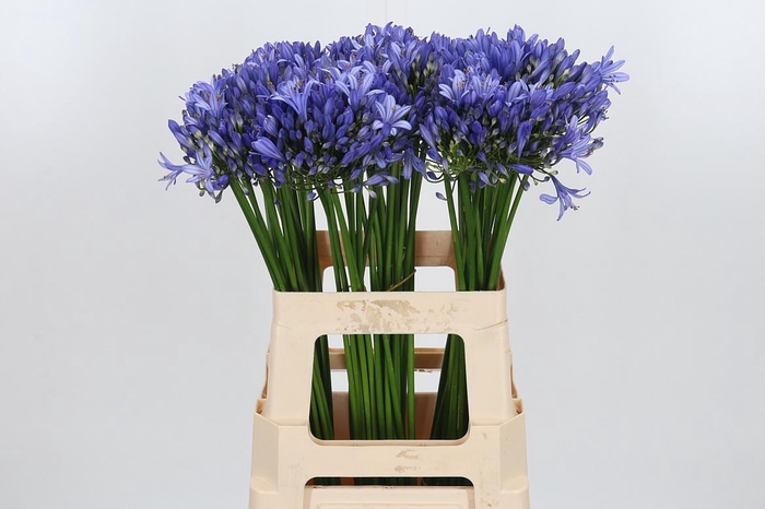 <h4>Agapanthus Intermedia</h4>