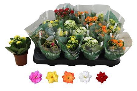 <h4>Kal Ge Ro Gem 5 Kl</h4>