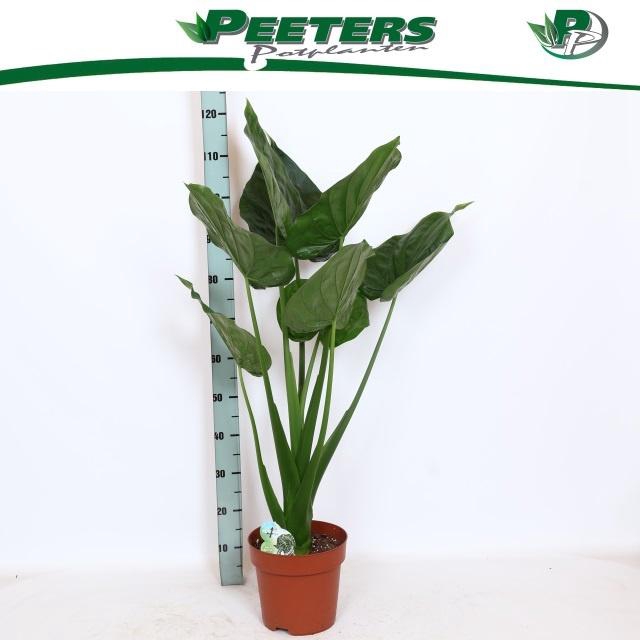 <h4>ALOC CUCULLATA</h4>