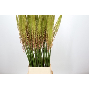 Eremurus Cleopatra