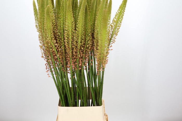 <h4>Eremurus Cleopatra</h4>