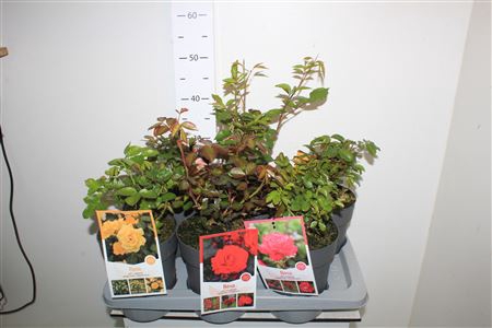 <h4>Rosa Gem 6 Srt</h4>