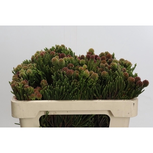 Kaaps Groen Brunia Fragarioides (Clusterstar)