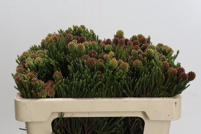 <h4>Kaaps Groen Brunia Fragarioides (Clusterstar)</h4>