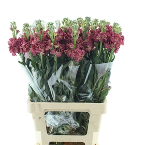 Matth Incana Iron Antique Rose